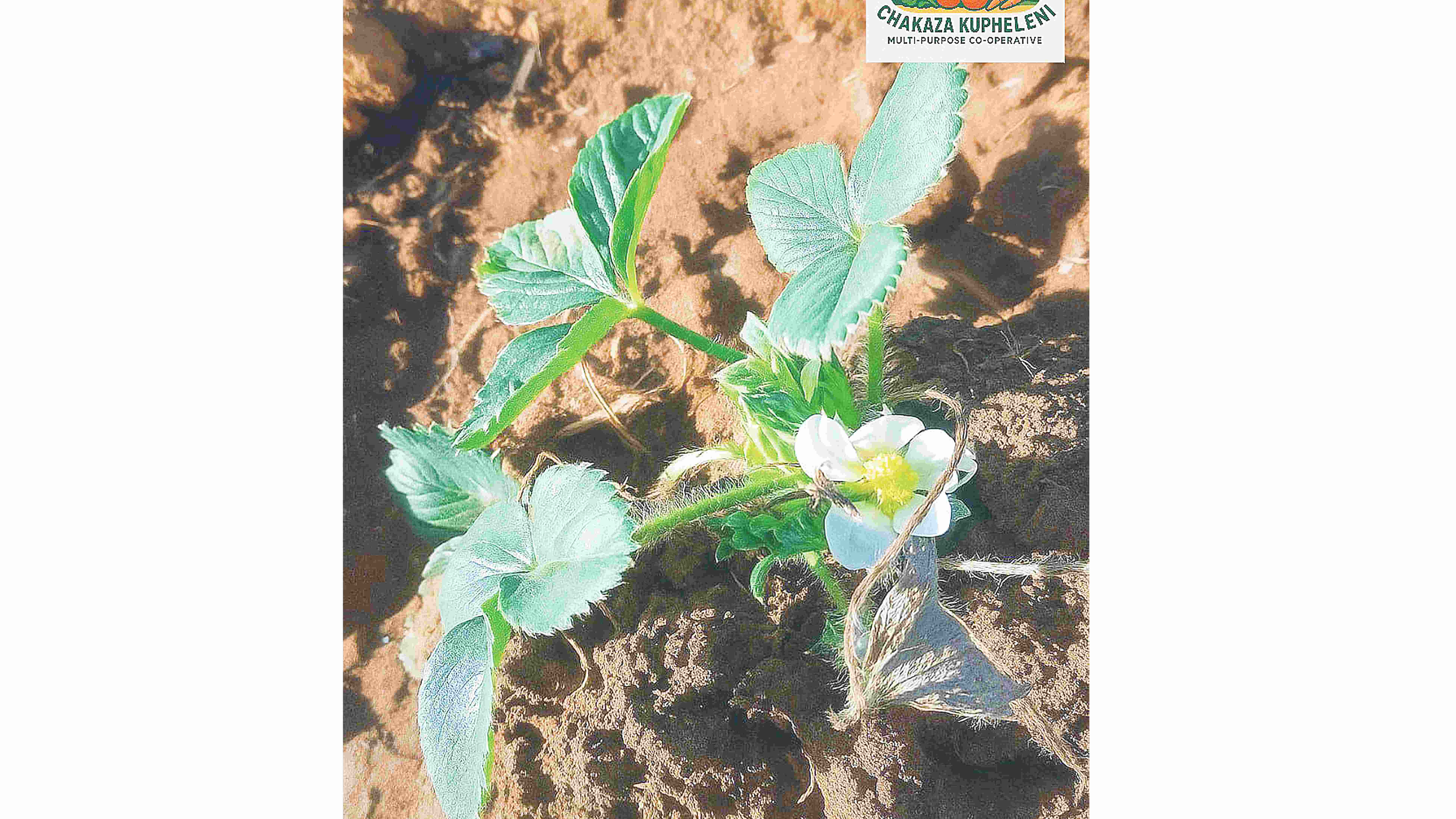 A planted strawberry plant.